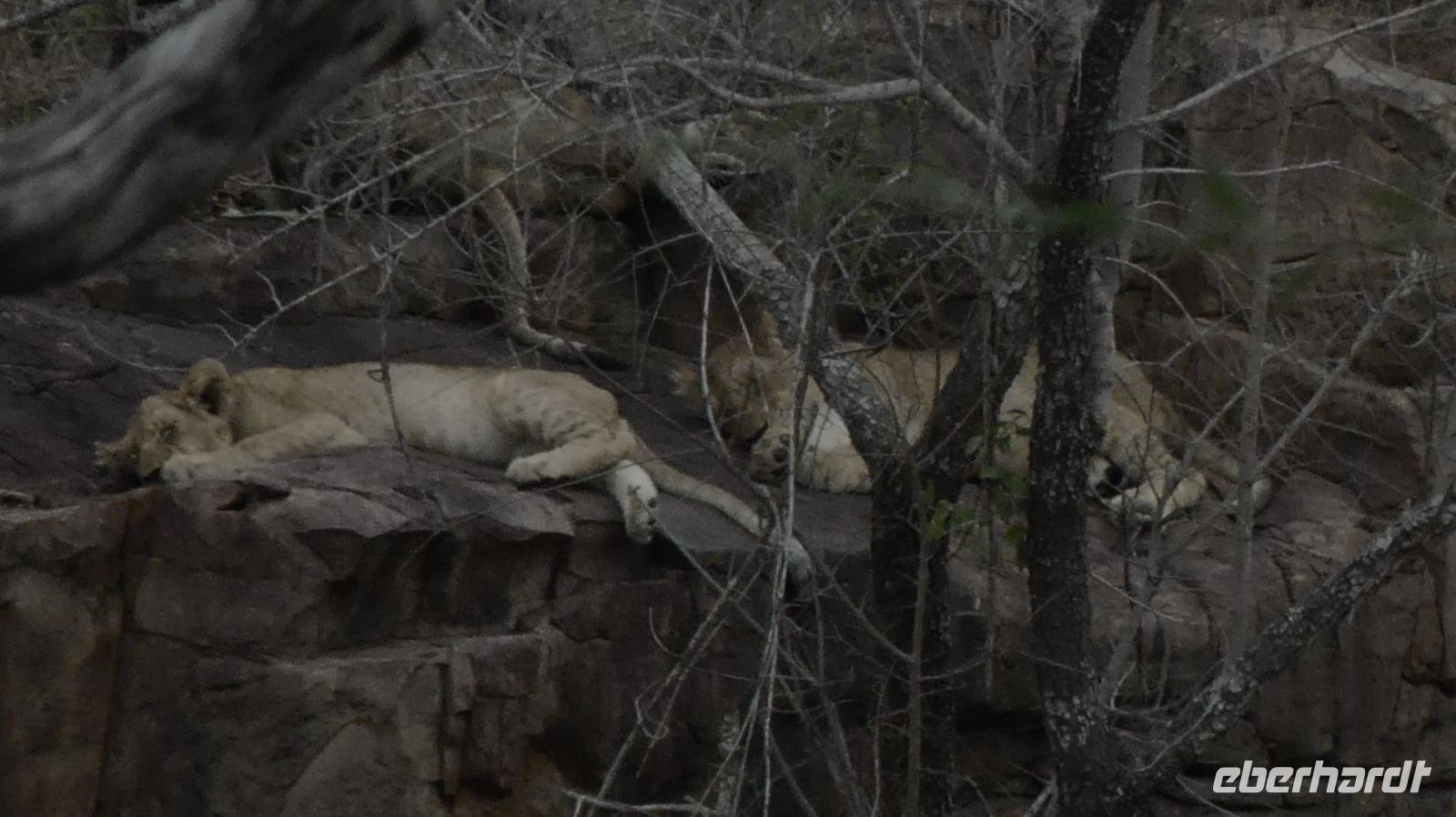 Südafrika - Kruger Nationalpark - Löwenteens beim Mittagsschläfchen
