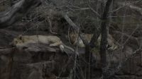 Südafrika - Kruger Nationalpark - Löwenteens beim Mittagsschläfchen