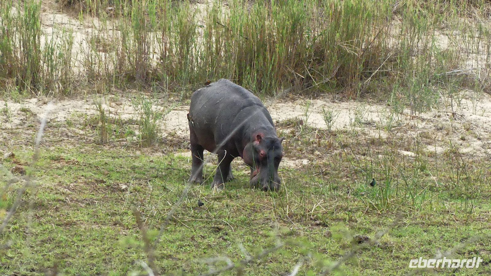 Südafrika - Kruger Nationalpark - zur Abwechslung mal ein Hippo