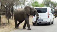 Südafrika - Kruger Nationalpark - Elefanten Roadblock