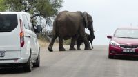 Südafrika - Kruger Nationalpark - Elefanten Roadblock