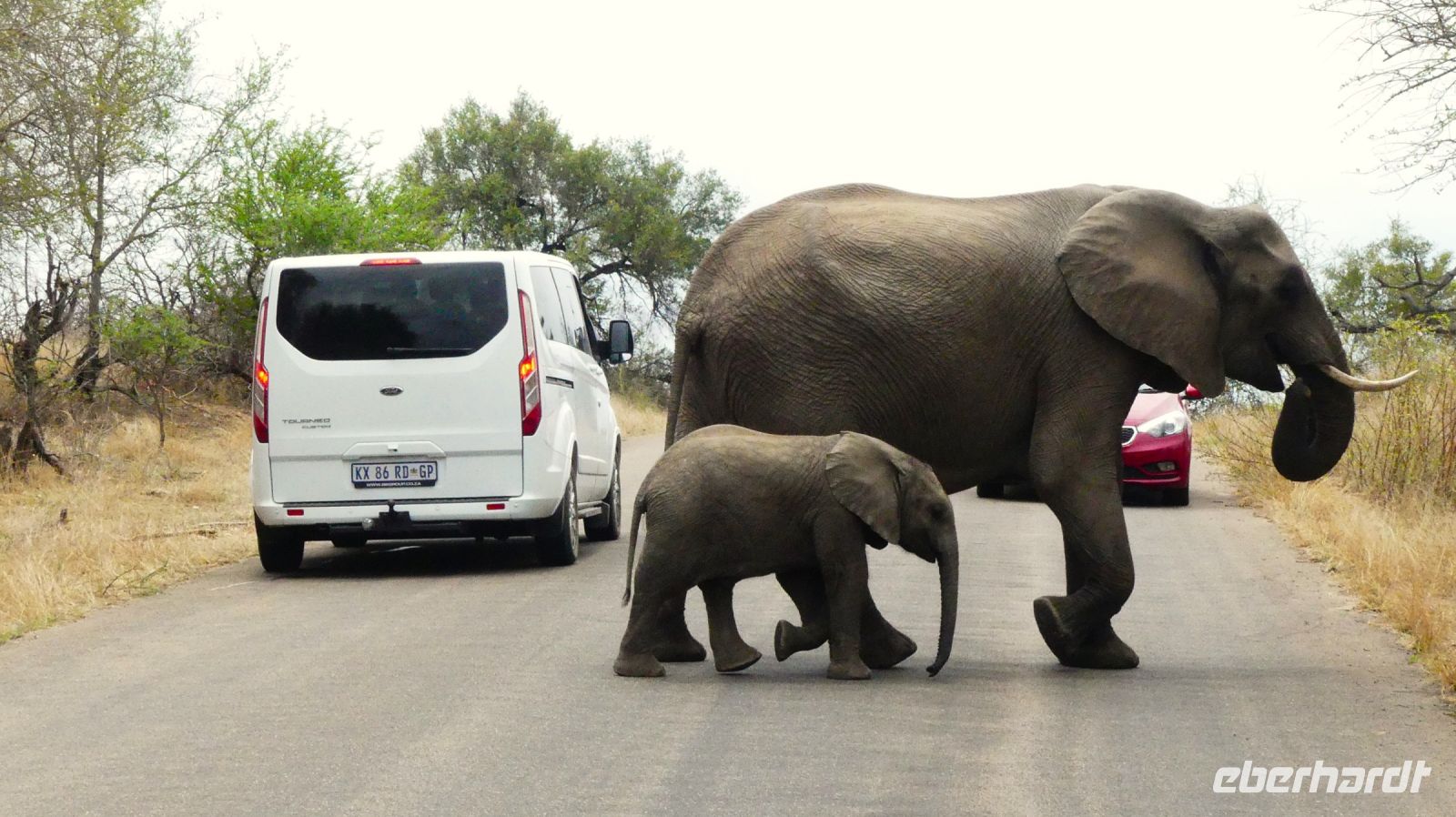 Südafrika - Kruger Nationalpark - Elefanten Roadblock