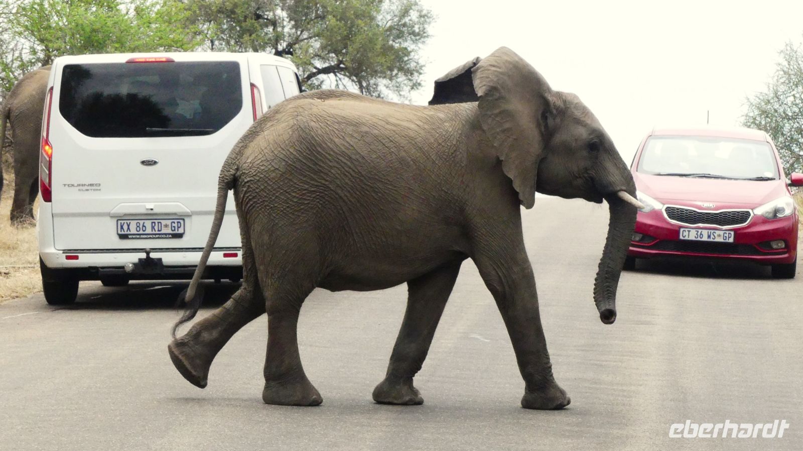 Südafrika - Kruger Nationalpark - Elefanten Roadblock