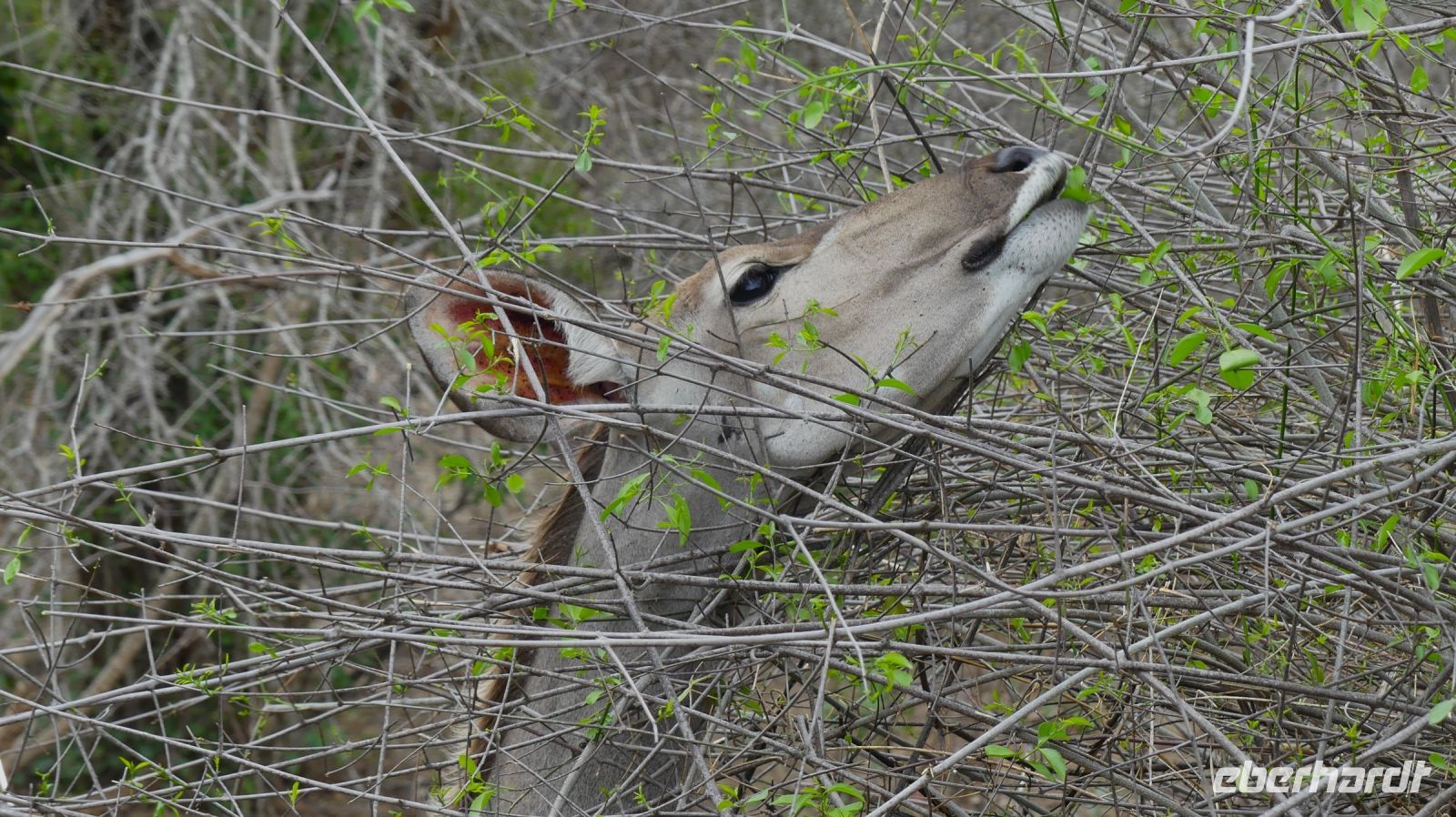 Südafrika - Kruger Nationalpark - Kudu