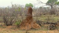 Südafrika - Kruger Nationalpark - Termintenhügel