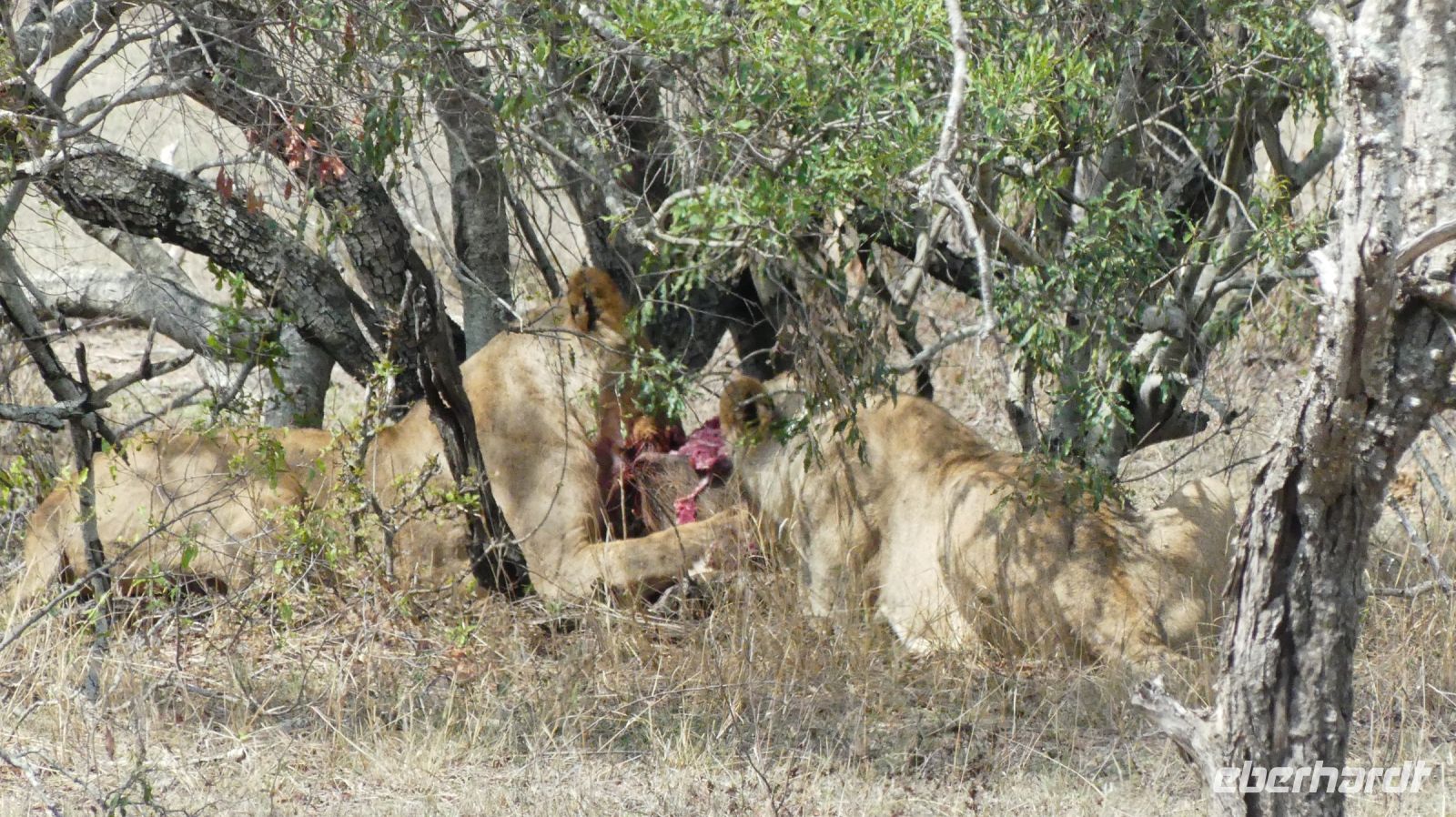 Südafrika - Kruger Nationalpark - Löwen Vesper