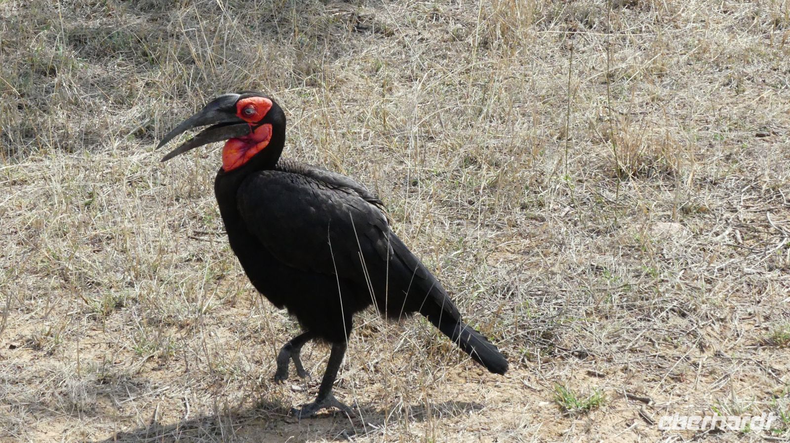 Südafrika - Kruger Nationalpark - Hornrabe