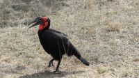 Südafrika - Kruger Nationalpark - Hornrabe