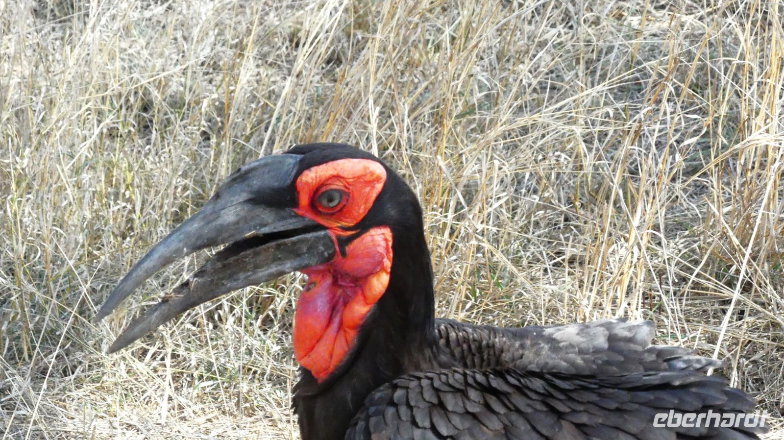 Südafrika - Kruger Nationalpark - Hornrabe