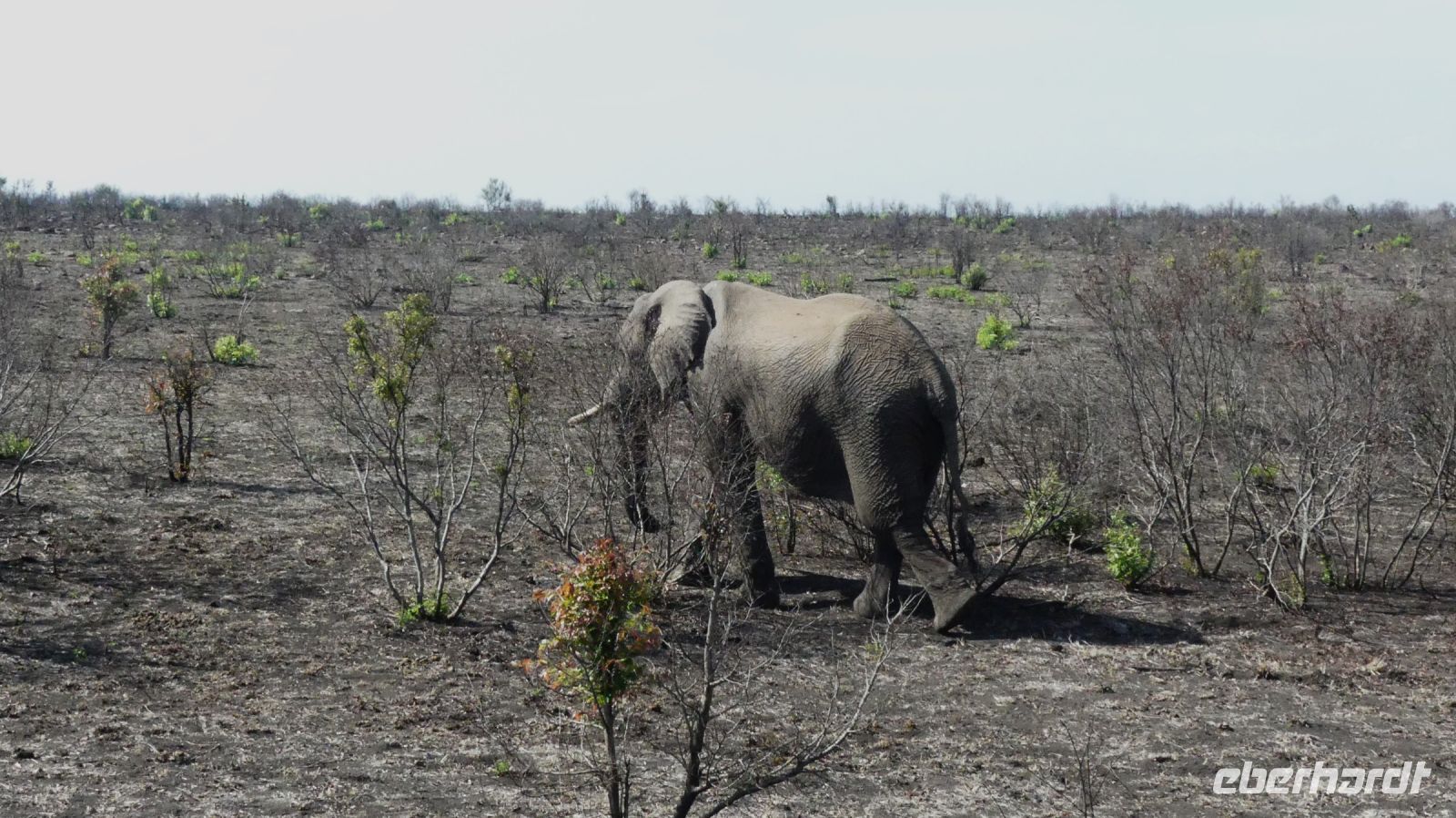 Südafrika - Kruger Nationalpark - zum Abschluss noch ein Elefant