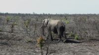 Südafrika - Kruger Nationalpark - zum Abschluss noch ein Elefant