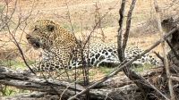 Südafrika - Kruger Nationalpark - Leopard