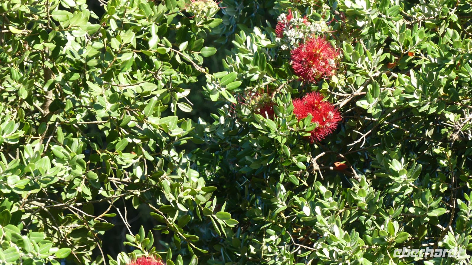 Südafrika - Chrislin Lodge am Addo