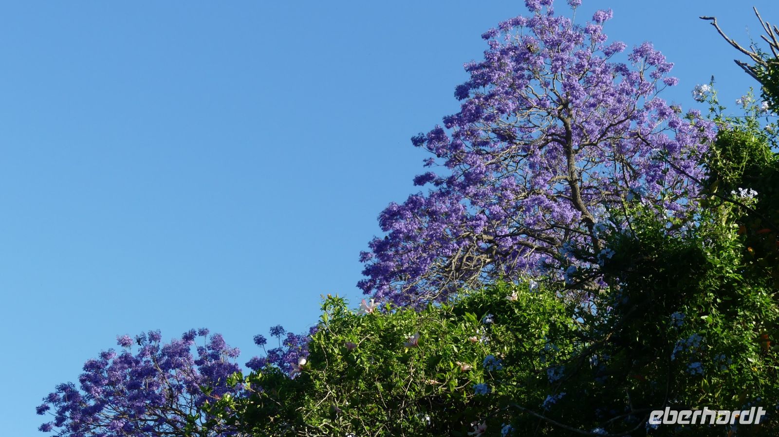 Südafrika - blühnde Jacaranda Bäume