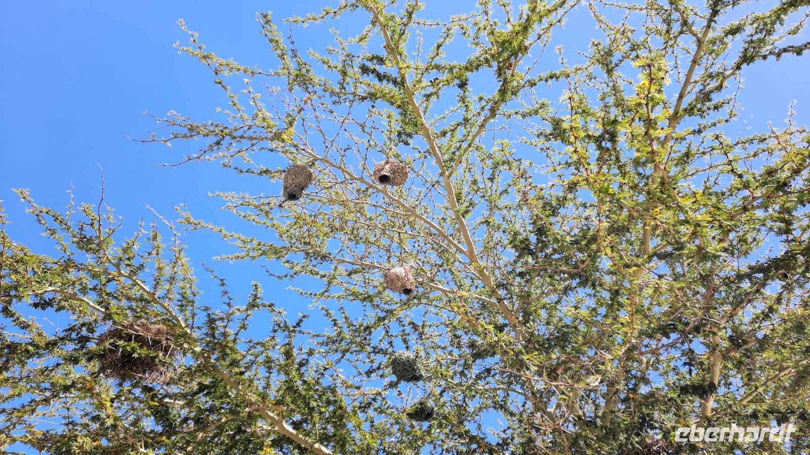 Südafrika - Nester der Maskenweber