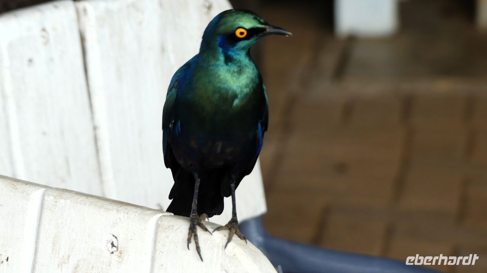 Südafrika - Kruger Nationalpark - Glanzstar