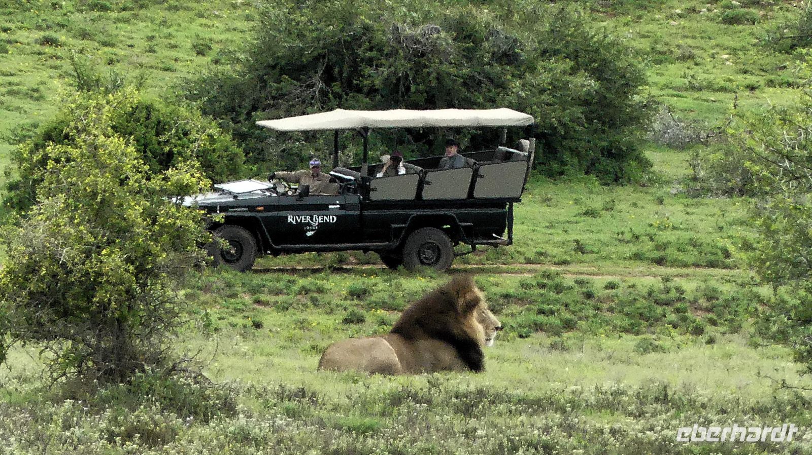 Südafrika - Pirschfahrt  - Herr Löwe