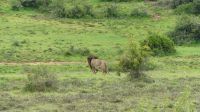 Südafrika - Pirschfahrt  - Herr Löwe