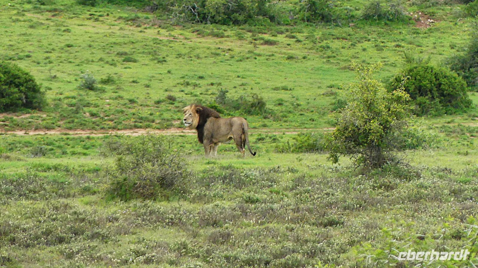 Südafrika - Pirschfahrt  - Herr Löwe