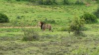 Südafrika - Pirschfahrt  - Herr Löwe