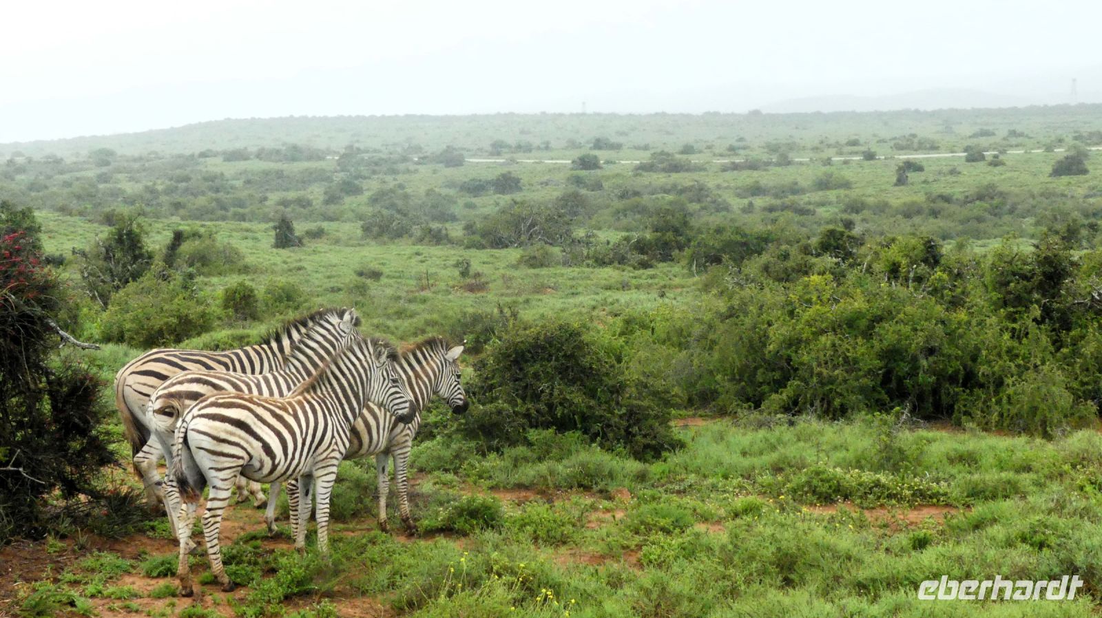 Südafrika - Pirschfahrt im Addo Elephant Park - Zebras