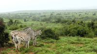 Südafrika - Pirschfahrt im Addo Elephant Park - Zebras