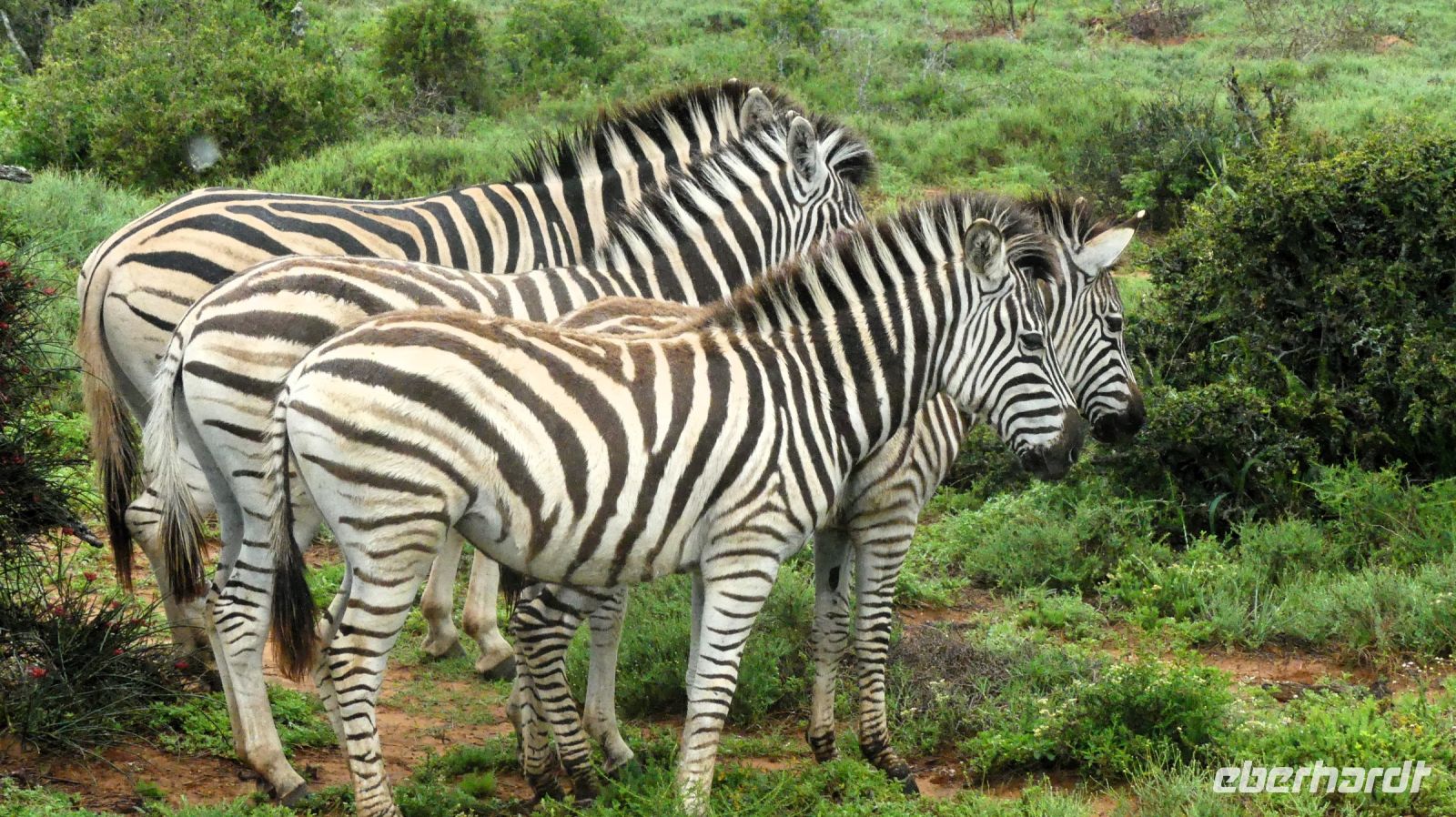 Südafrika - Pirschfahrt im Addo Elephant Park - Zebras im Regen
