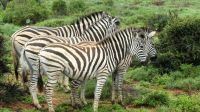 Südafrika - Pirschfahrt im Addo Elephant Park - Zebras im Regen