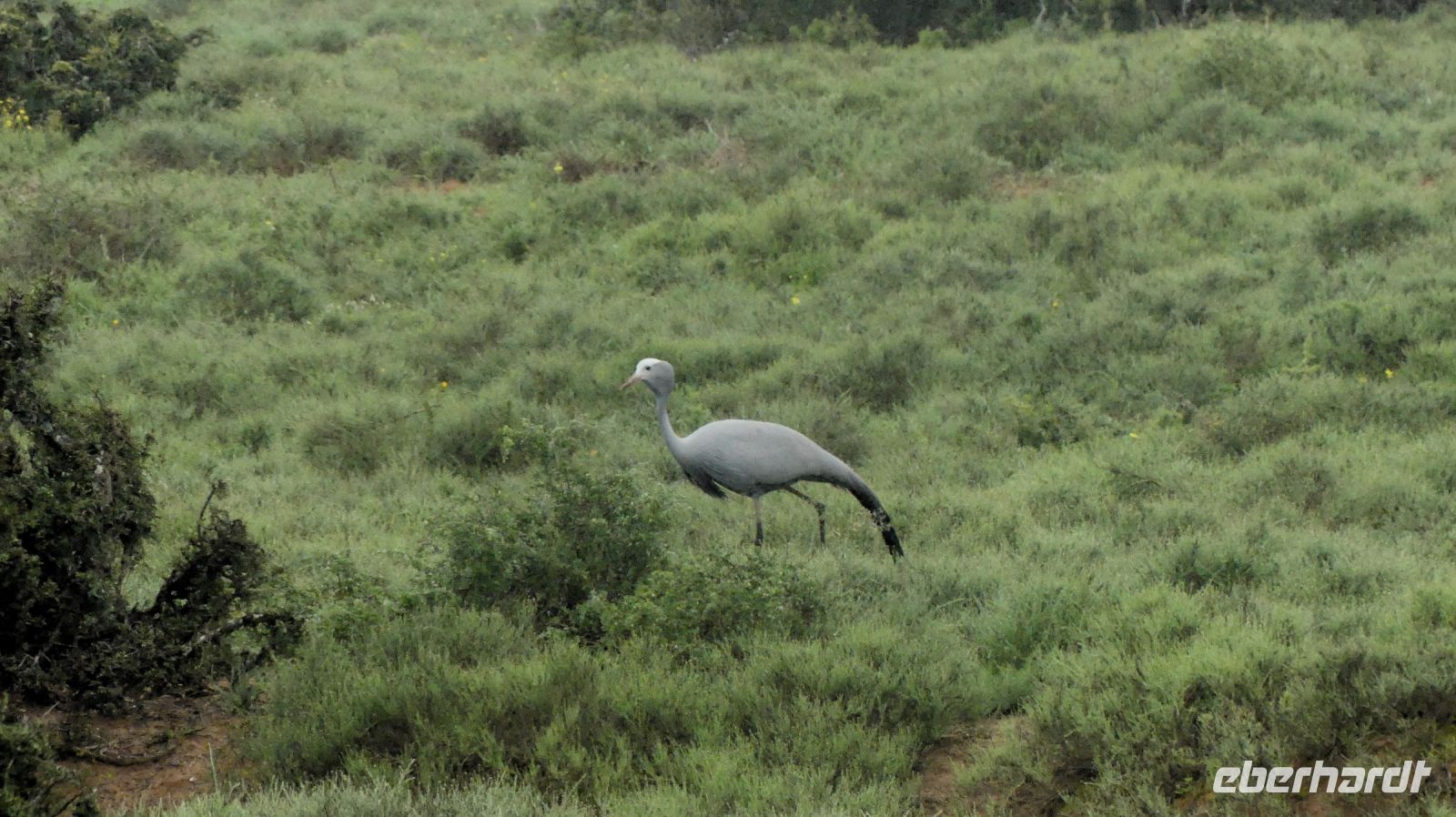 Südafrika - Pirschfahrt im Addo Elephant Park - Paradieskranich (Blue Crane)