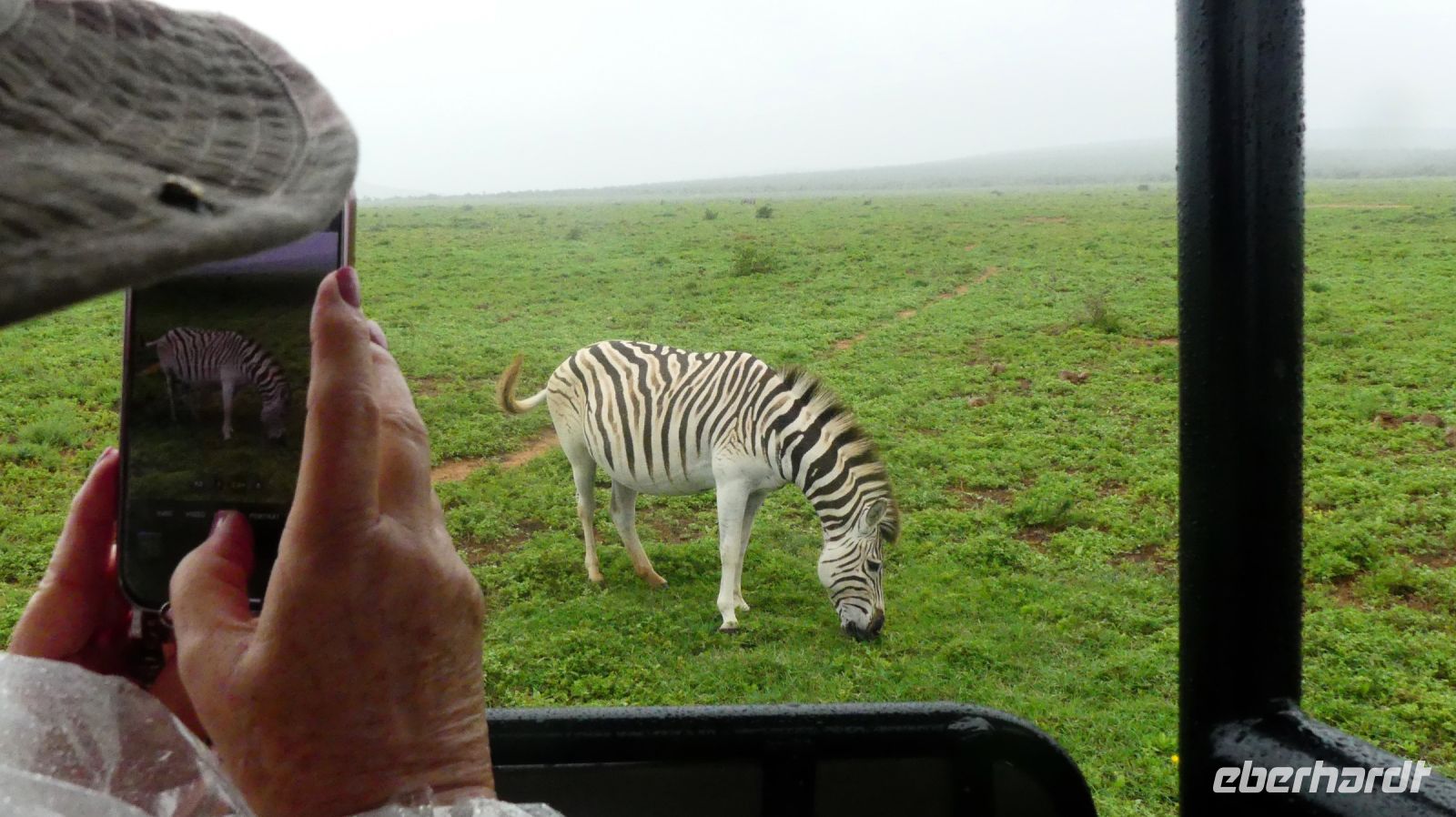 Südafrika - Pirschfahrt im Addo Elephant Park - Zebra im Regen