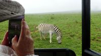 Südafrika - Pirschfahrt im Addo Elephant Park - Zebra im Regen