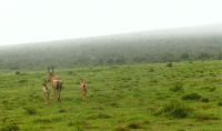 Südafrika - Pirschfahrt im Addo Elephant Park - Red Hartebeest (Kuhantilope)