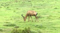 Südafrika - Pirschfahrt im Addo Elephant Park - Red Hartebeest (Kuhantilope)