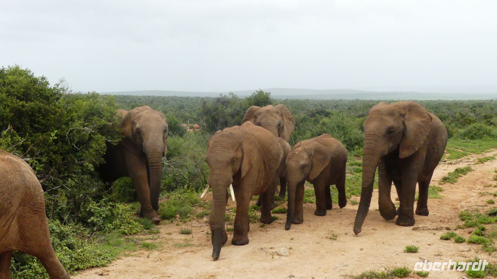 Südafrika - Pirschfahrt im Addo Elephant Park - Elefanten, Elefanten, Elefanten