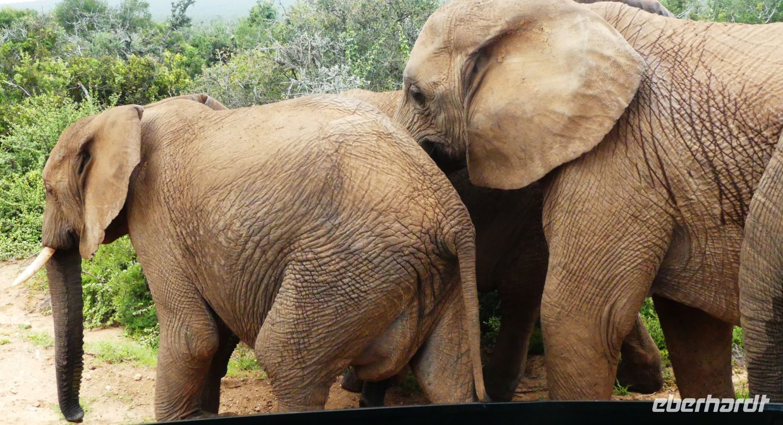 Südafrika - Pirschfahrt im Addo Elephant Park - Elefanten zum Anfassen nah