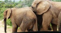 Südafrika - Pirschfahrt im Addo Elephant Park - Elefanten zum Anfassen nah
