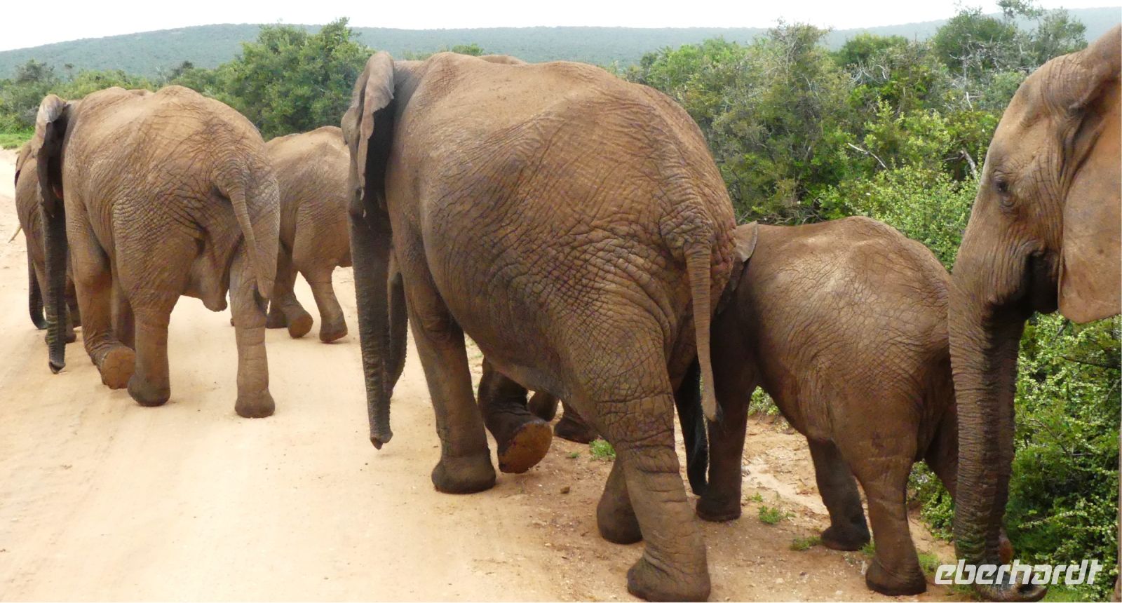 Südafrika - Pirschfahrt im Addo Elephant Park - näher geht es kaum