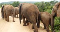 Südafrika - Pirschfahrt im Addo Elephant Park - näher geht es kaum