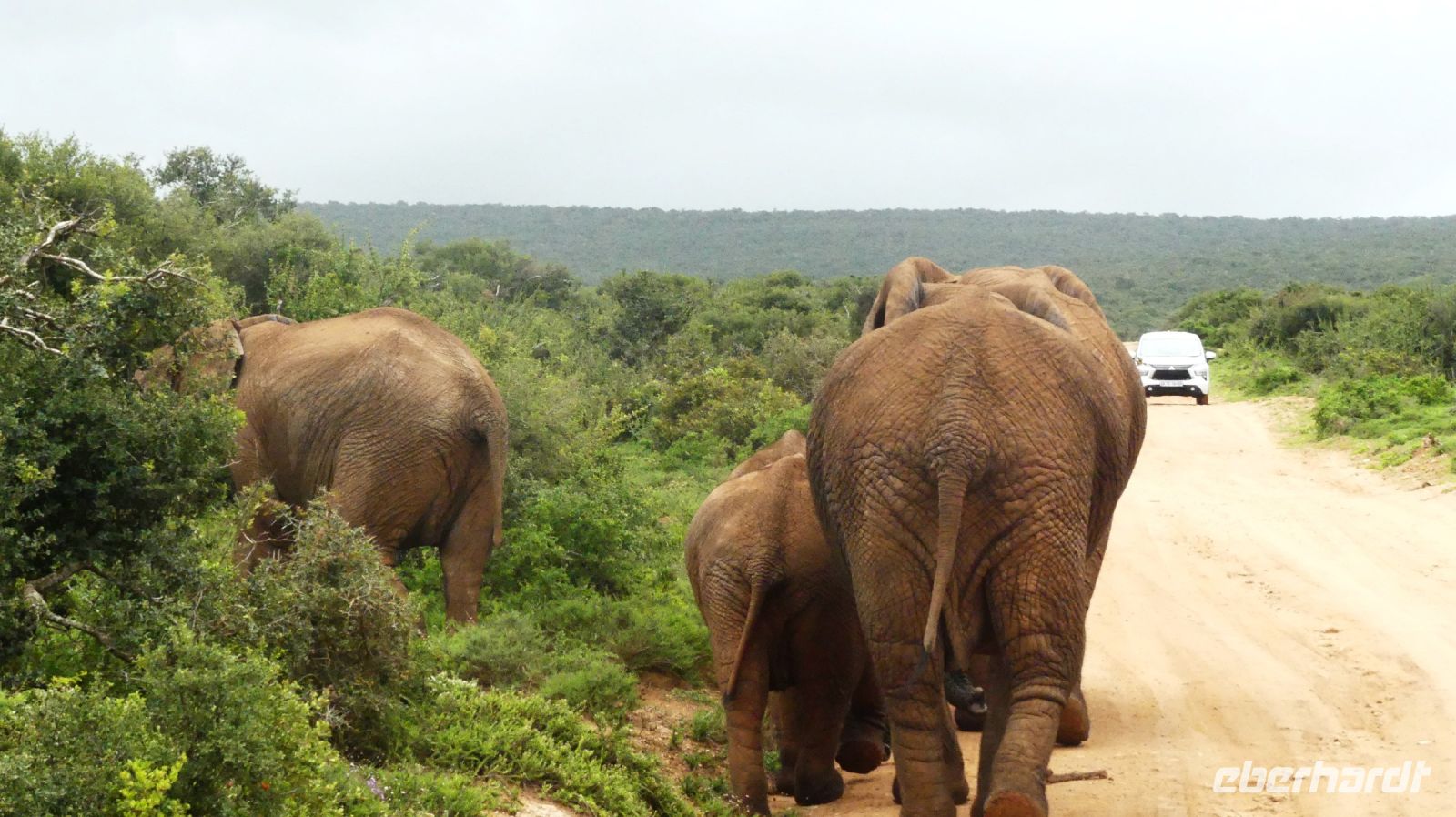 Südafrika - Pirschfahrt im Addo Elephant Park