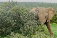 Südafrika - Pirschfahrt im Addo Elephant Park