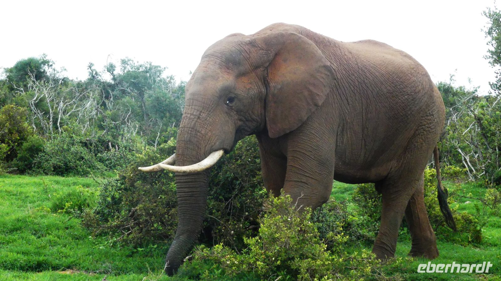 Südafrika - Pirschfahrt im Addo Elephant Park