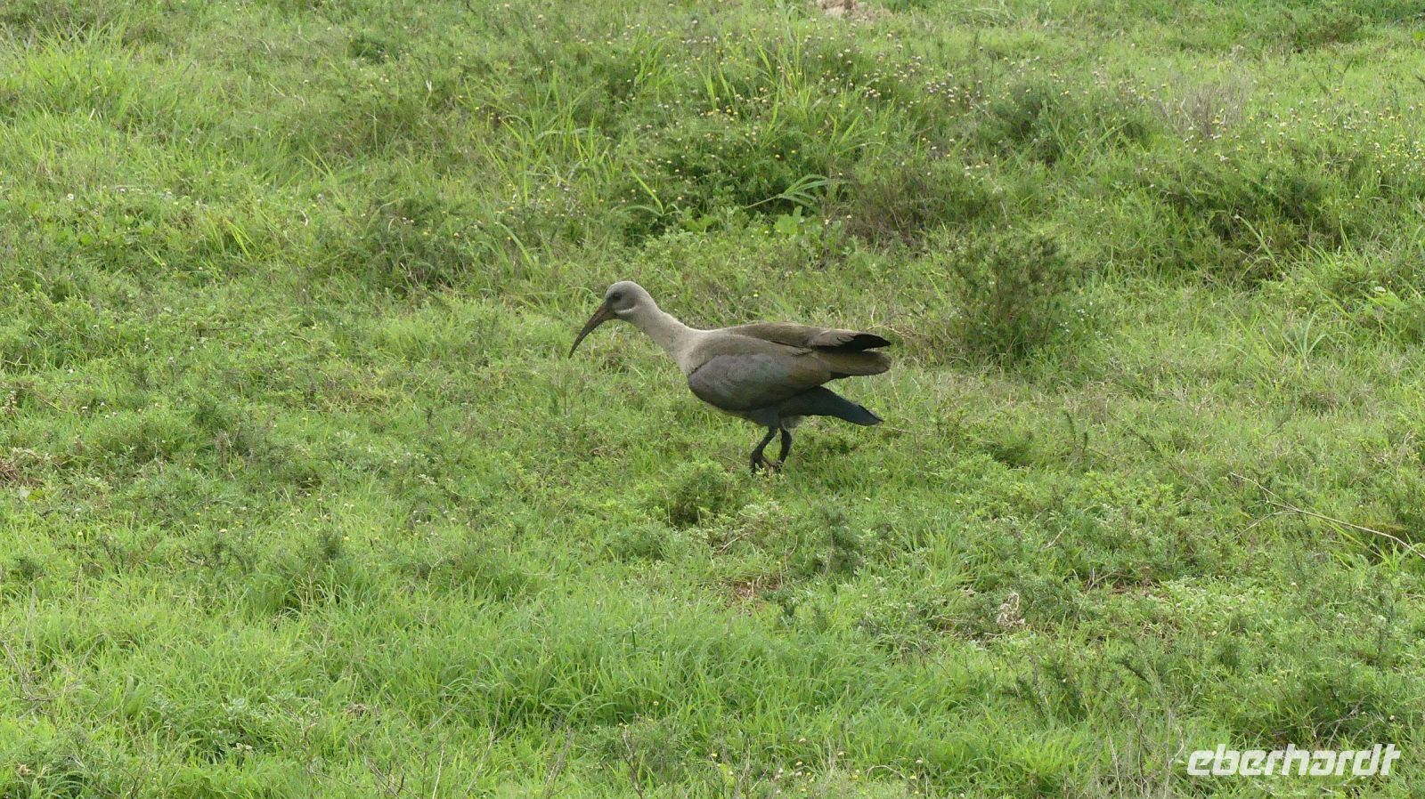 Südafrika - Pirschfahrt im Addo Elephant Park - Grüner Ibis