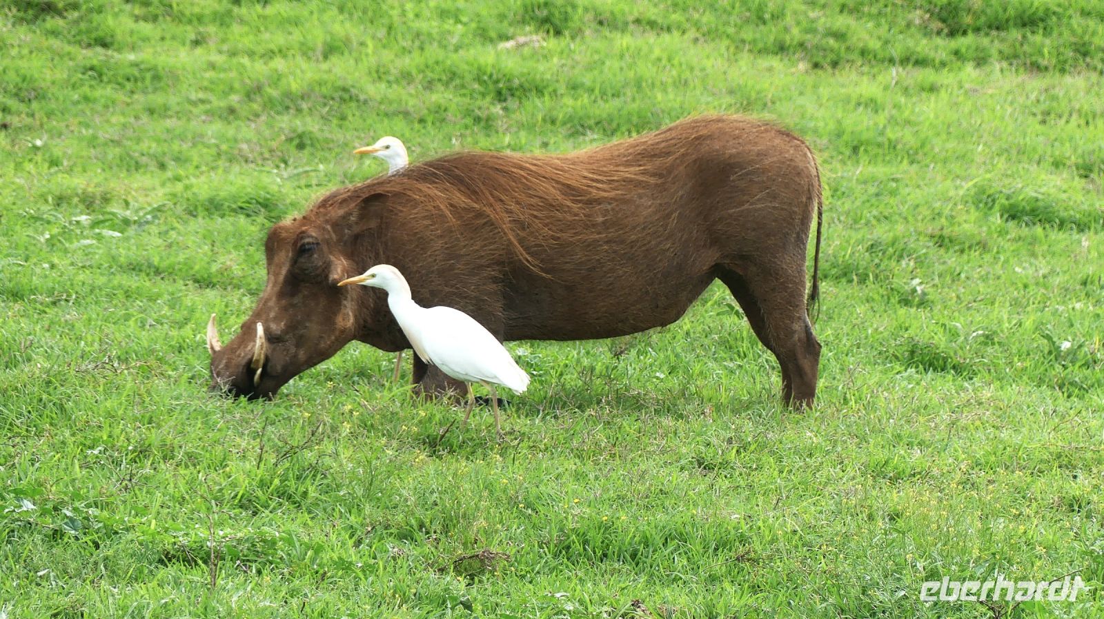 Südafrika - Pirschfahrt im Addo Elephant Park - Pumba & Kuhreiher