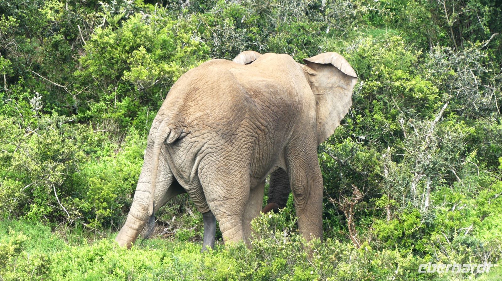 Südafrika - Pirschfahrt im Addo Elephant Park - Ü18