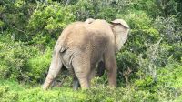 Südafrika - Pirschfahrt im Addo Elephant Park - Ü18