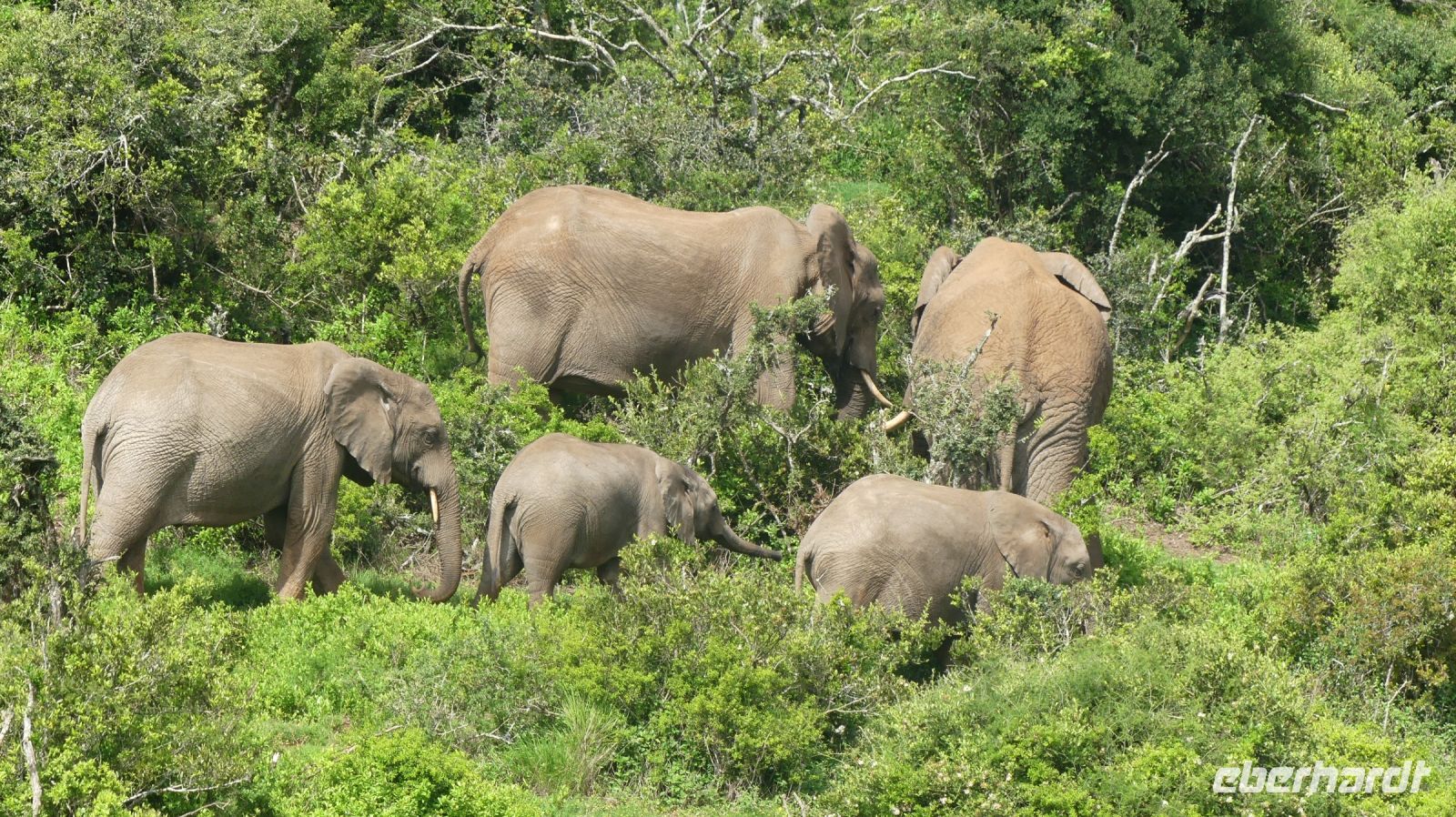 Südafrika - Pirschfahrt im Addo Elephant Park