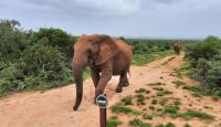 Südafrika - Pirschfahrt im Addo Elephant Park - Freie Fahrt für Elefanten