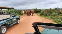 Südafrika - Pirschfahrt im Addo Elephant Park