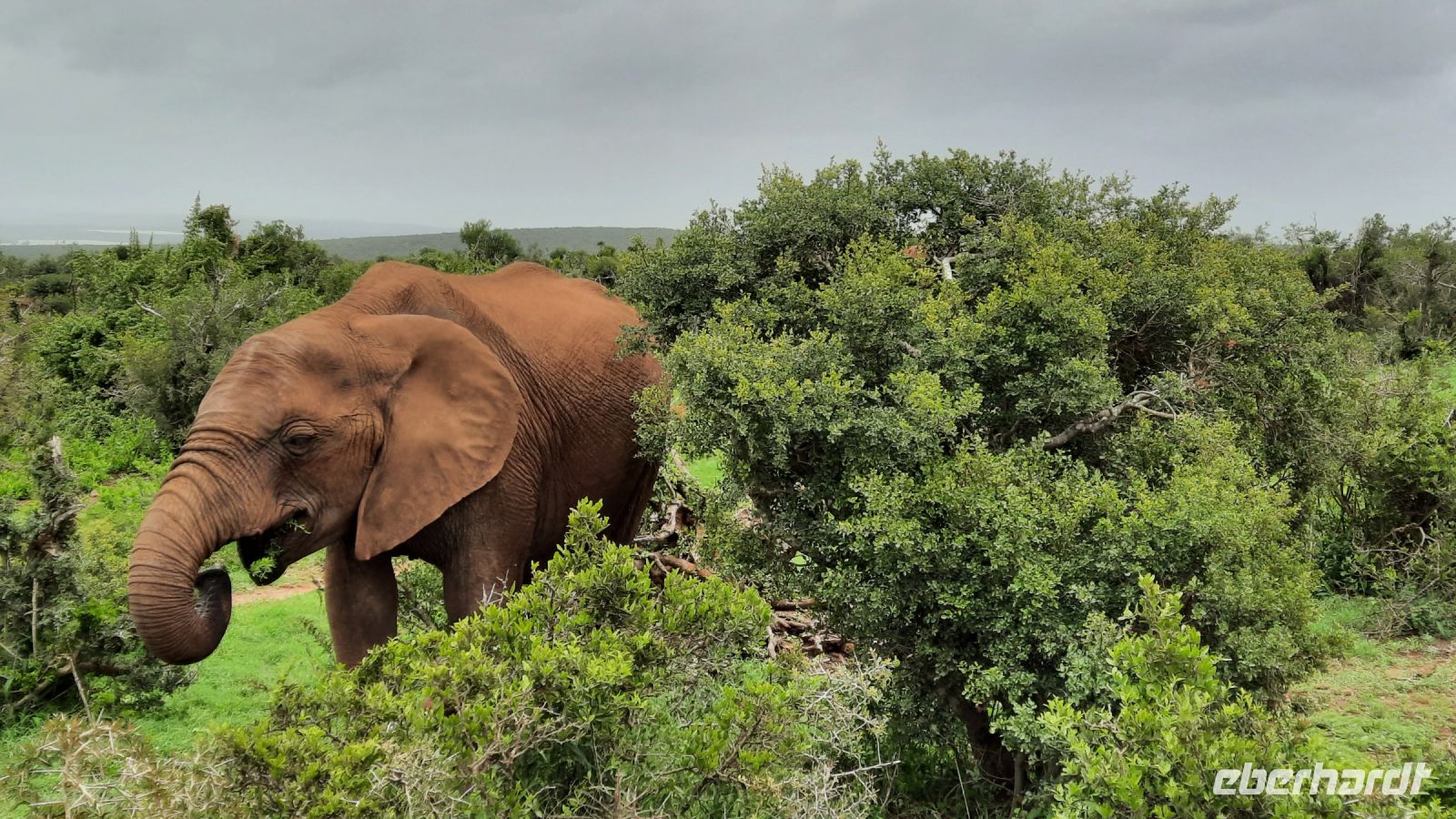 Südafrika - Pirschfahrt im Addo Elephant Park