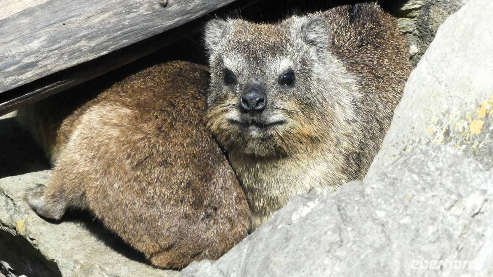Südafrika - Tsitsikamma Nationalpark - Klippschliefer